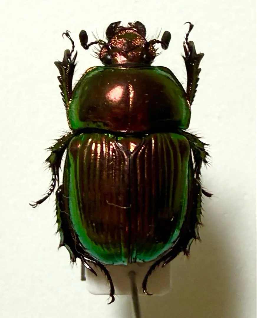 2026年最新】オオセンチコガネの人気アイテム - メルカリ