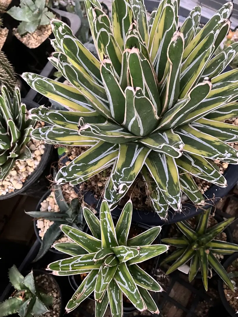 2026年最新】アガベ笹の雪虎斑の人気アイテム - メルカリ