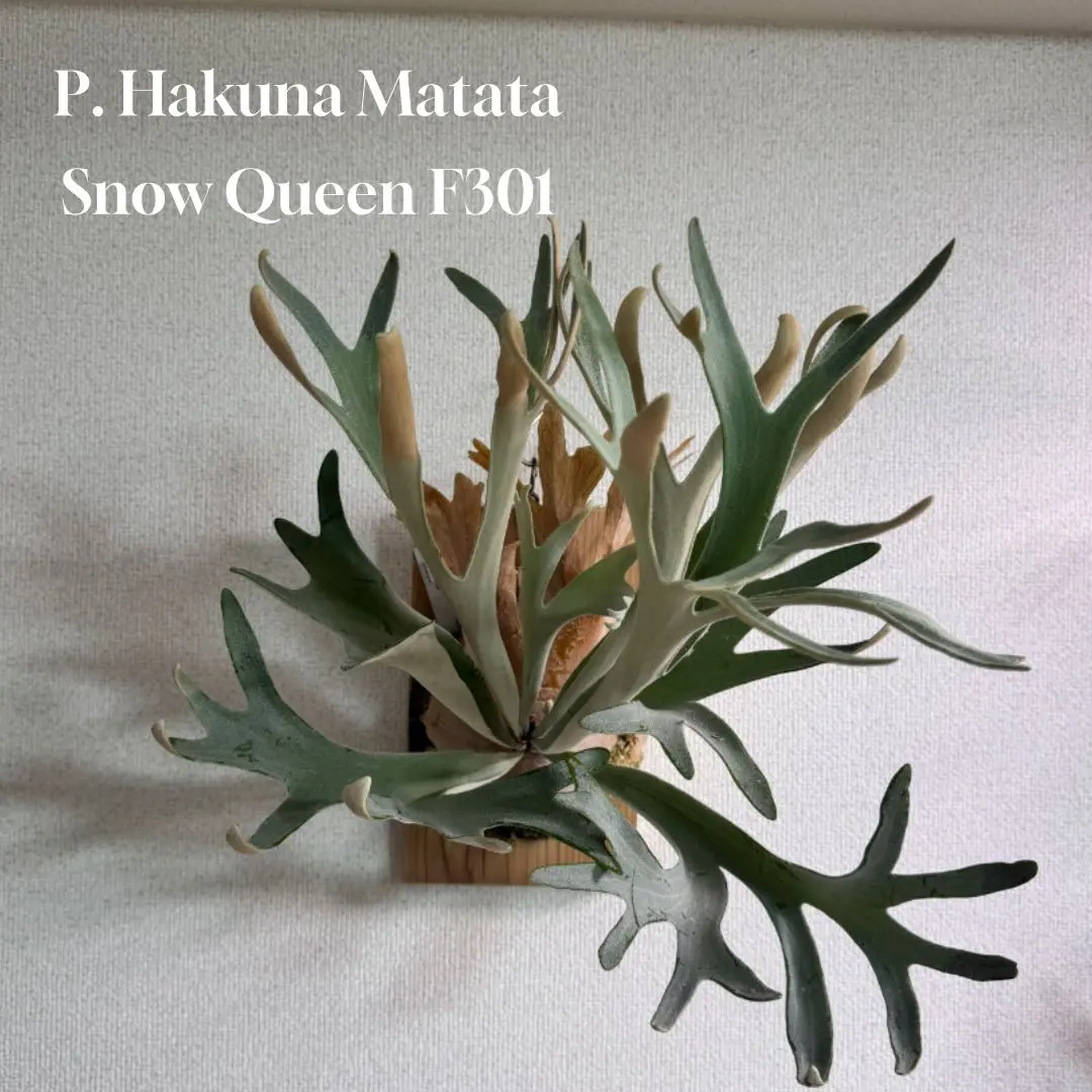 2026年最新】ハクナマタタ ビカクシダの人気アイテム - メルカリ