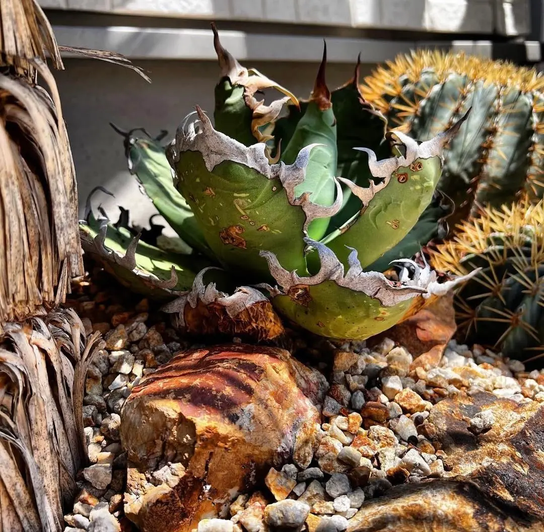 2026年最新】オアハカワイルドの人気アイテム - メルカリ