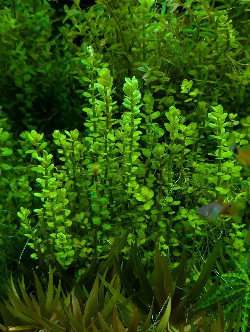 2026年最新】ホシクサspの人気アイテム - メルカリ