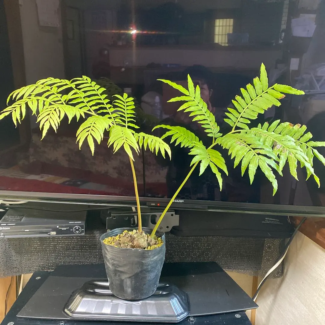 2026年最新】リュウビンタイの人気アイテム - メルカリ