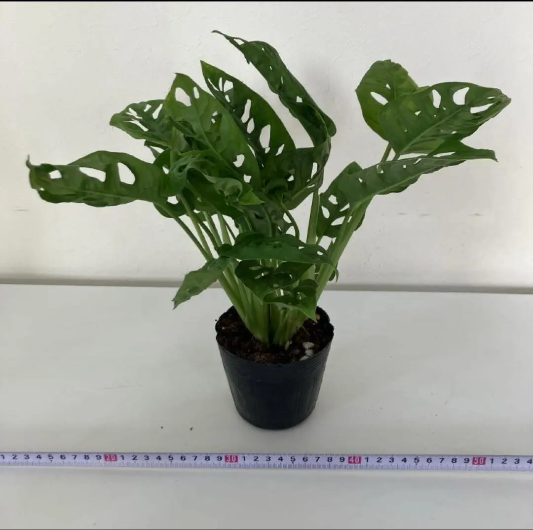 2026年最新】モンステラ エスケレートの人気アイテム - メルカリ