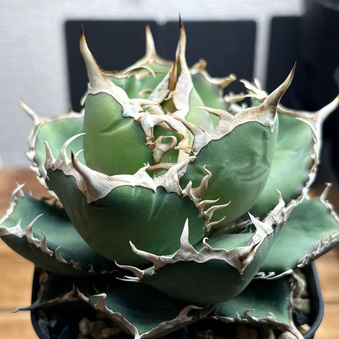 2026年最新】アガベスーパーボールの人気アイテム - メルカリ