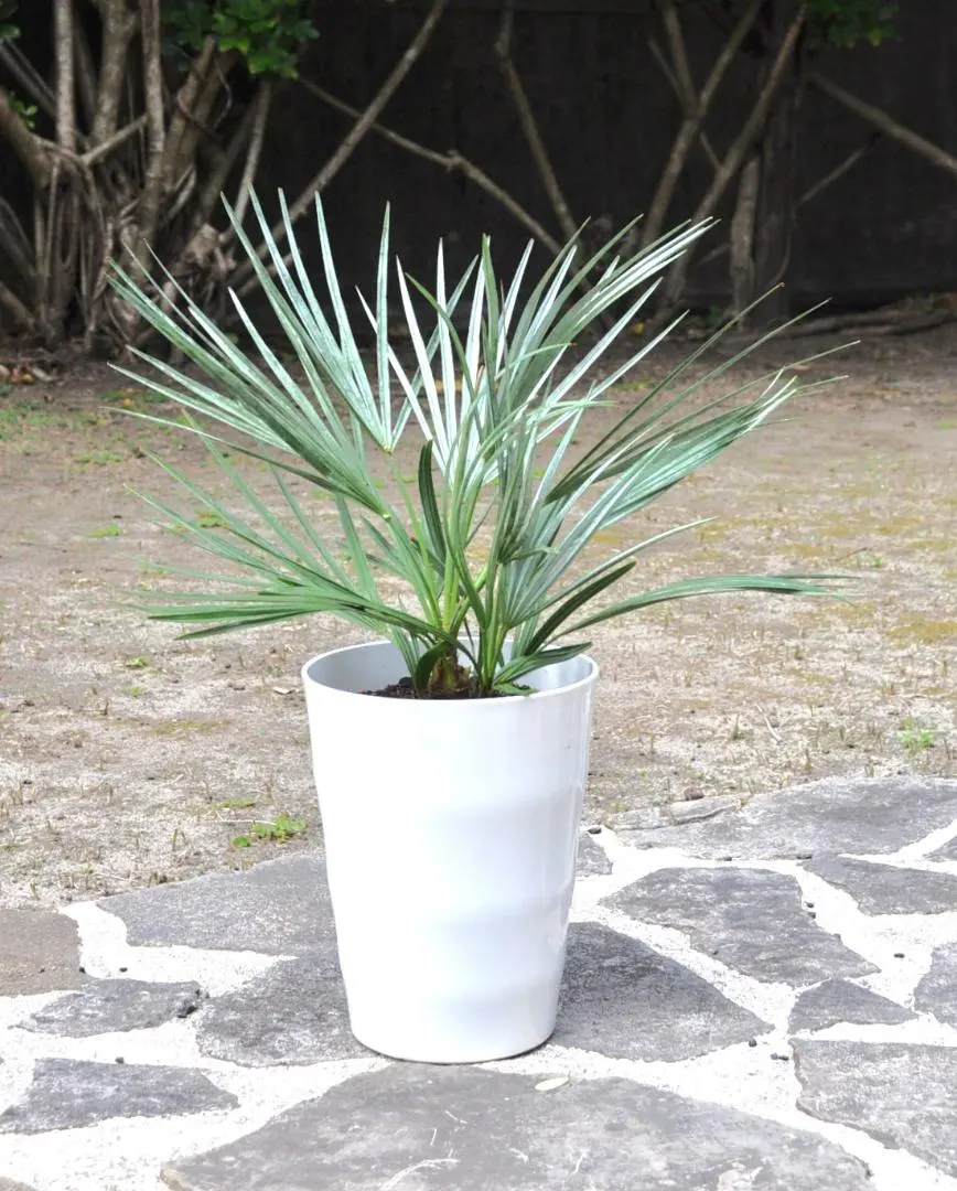 2026年最新】チャメロップスの人気アイテム - メルカリ