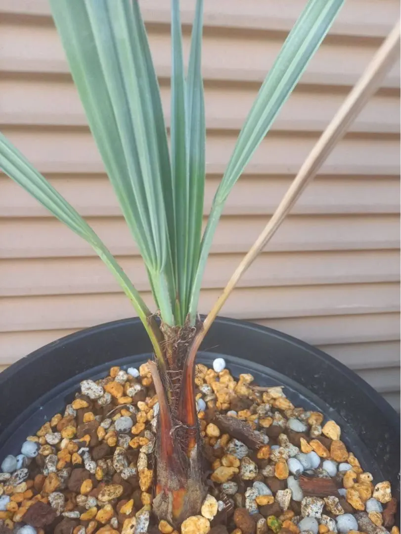 2026年最新】ブラヘア アルマータの人気アイテム - メルカリ