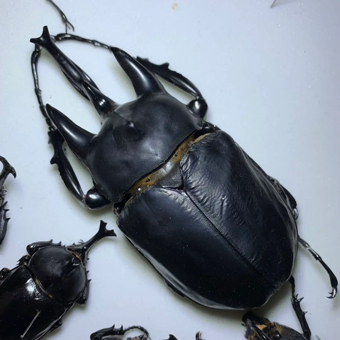 2026年最新】アクティオンゾウカブト標本の人気アイテム - メルカリ