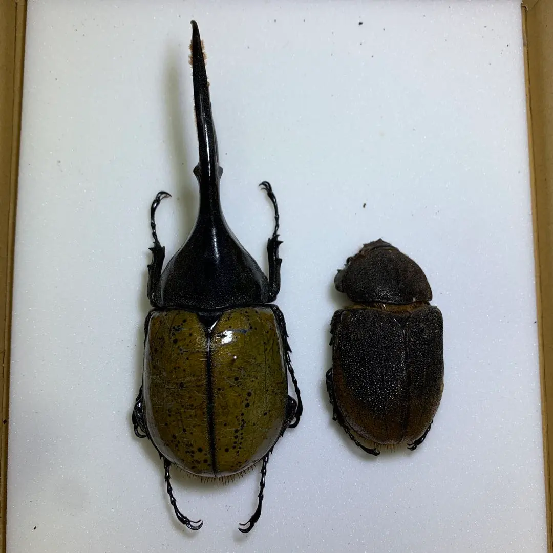 2026年最新】リッキー 標本の人気アイテム - メルカリ