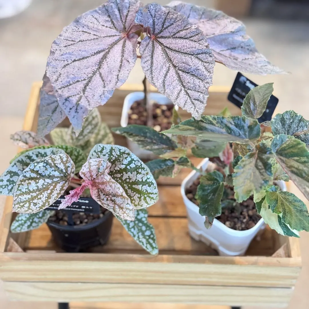 2026年最新】ベゴニア ジニー銀河の人気アイテム - メルカリ