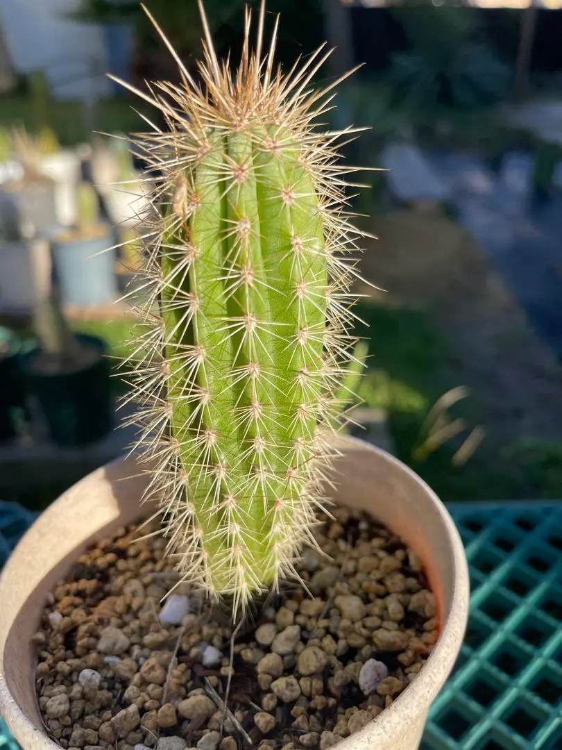 2026年最新】武倫柱の人気アイテム - メルカリ