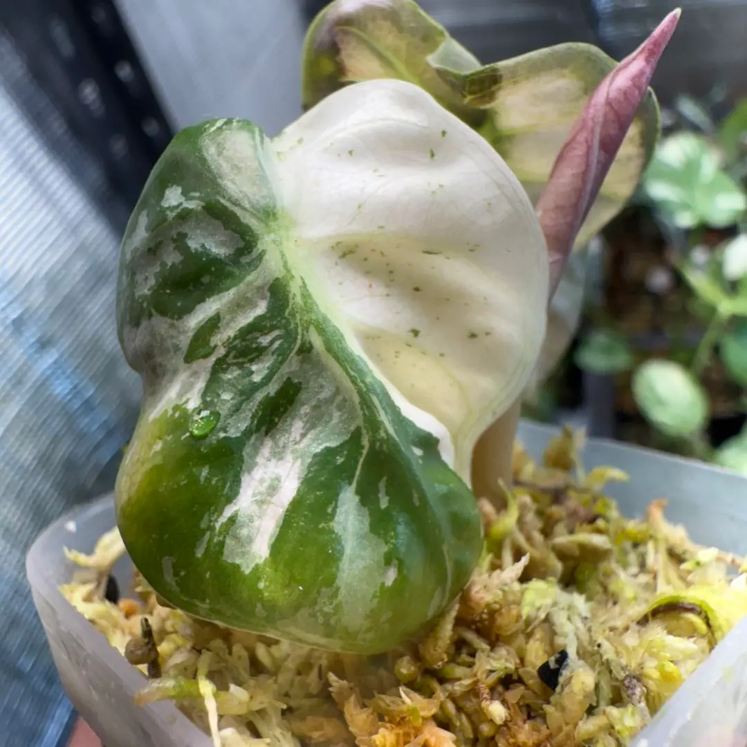 2026年最新】アロカシアバルーンハートの人気アイテム - メルカリ