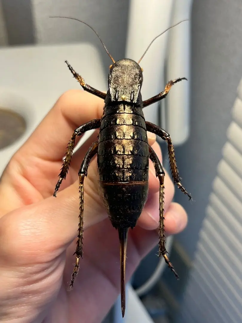 2026年最新】コロギスの人気アイテム - メルカリ