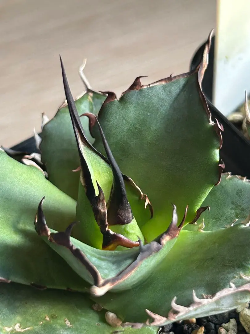 2026年最新】インフェルノ アガベの人気アイテム - メルカリ