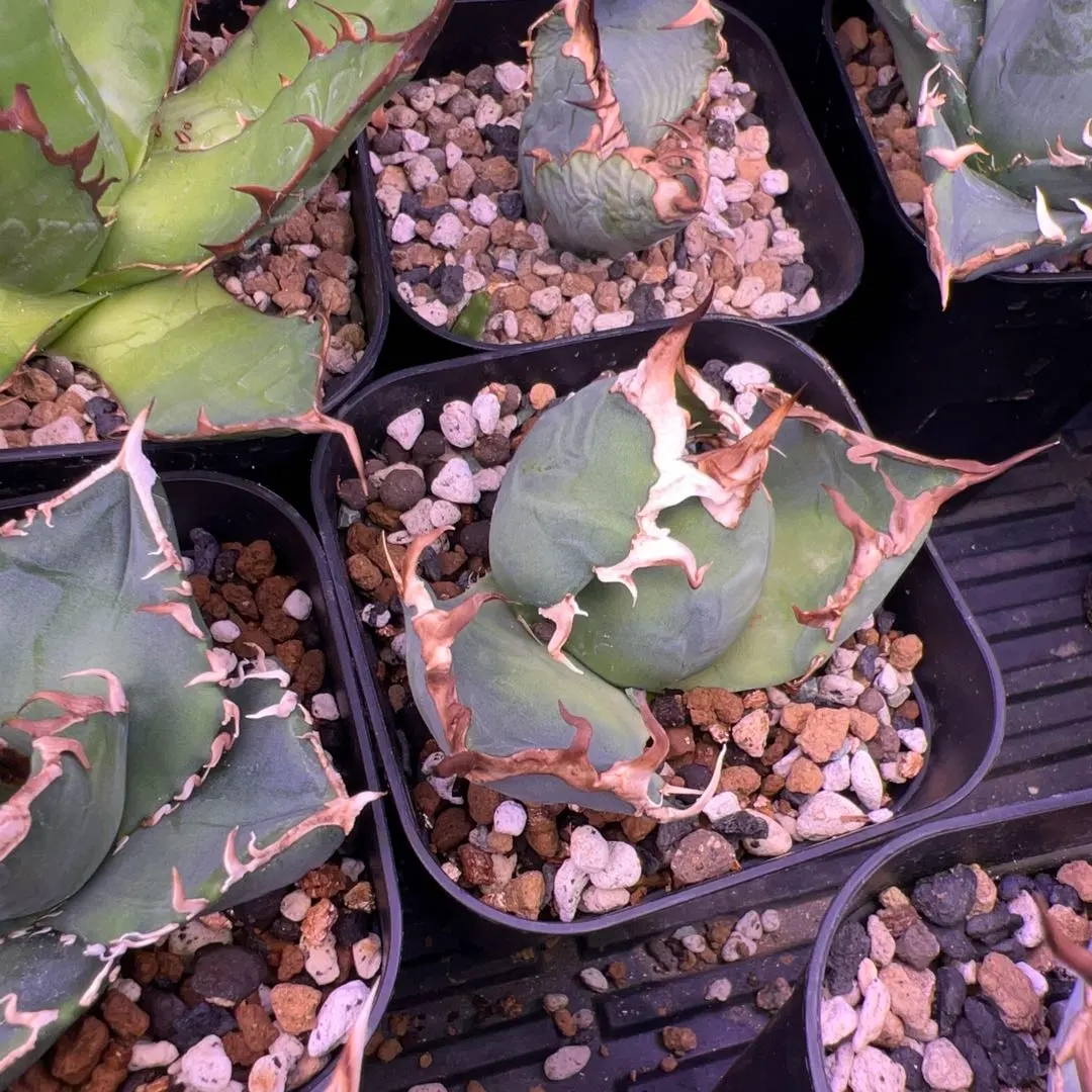 2026年最新】アリゾナアンビションの人気アイテム - メルカリ