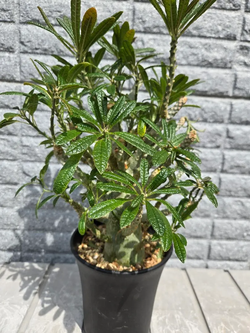 2026年最新】ドルステニアギガスの人気アイテム - メルカリ