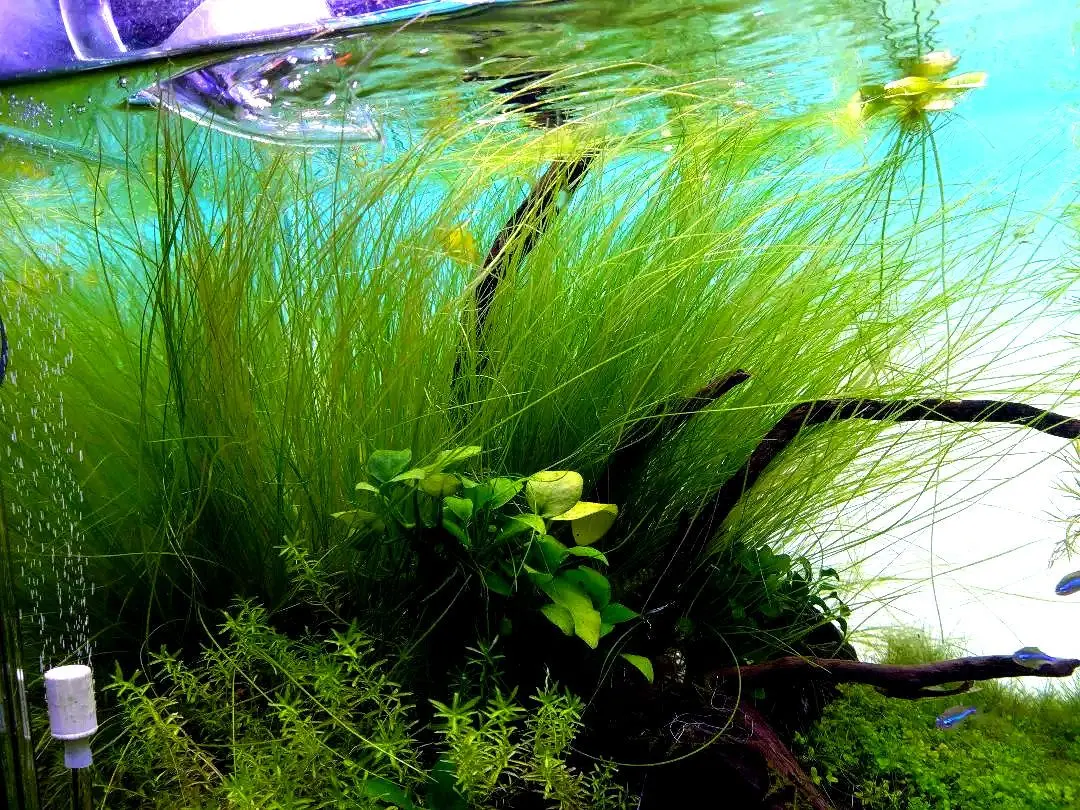 2026年最新】ホシクサspの人気アイテム - メルカリ