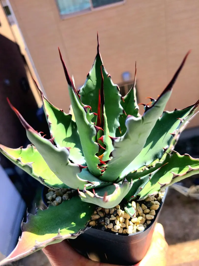 2026年最新】アガベ コロラータ レオの人気アイテム - メルカリ