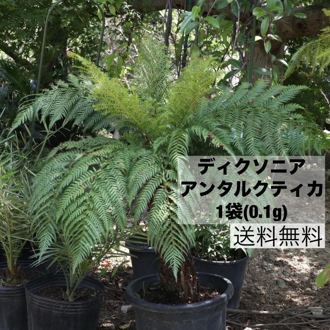 2026年最新】ディクソニア・アンタルクティカの人気アイテム - メルカリ