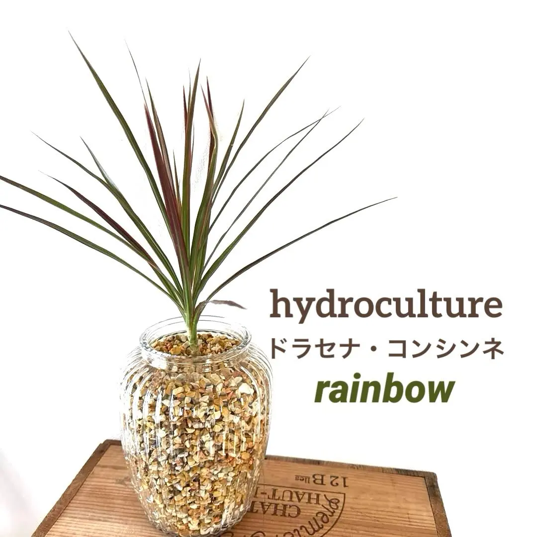 2026年最新】ドラセナ レインボーの人気アイテム - メルカリ