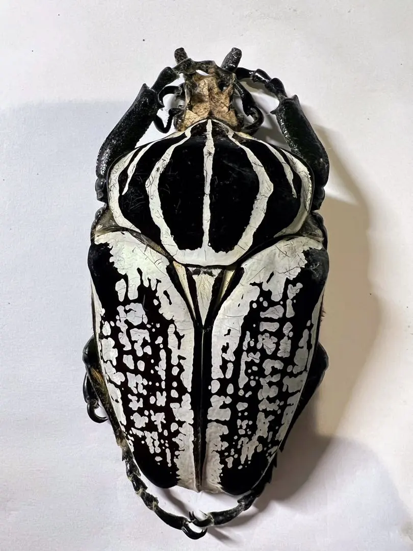 昆虫標本カメルーンゴライアスオオツノハナムグリ約100mm M1