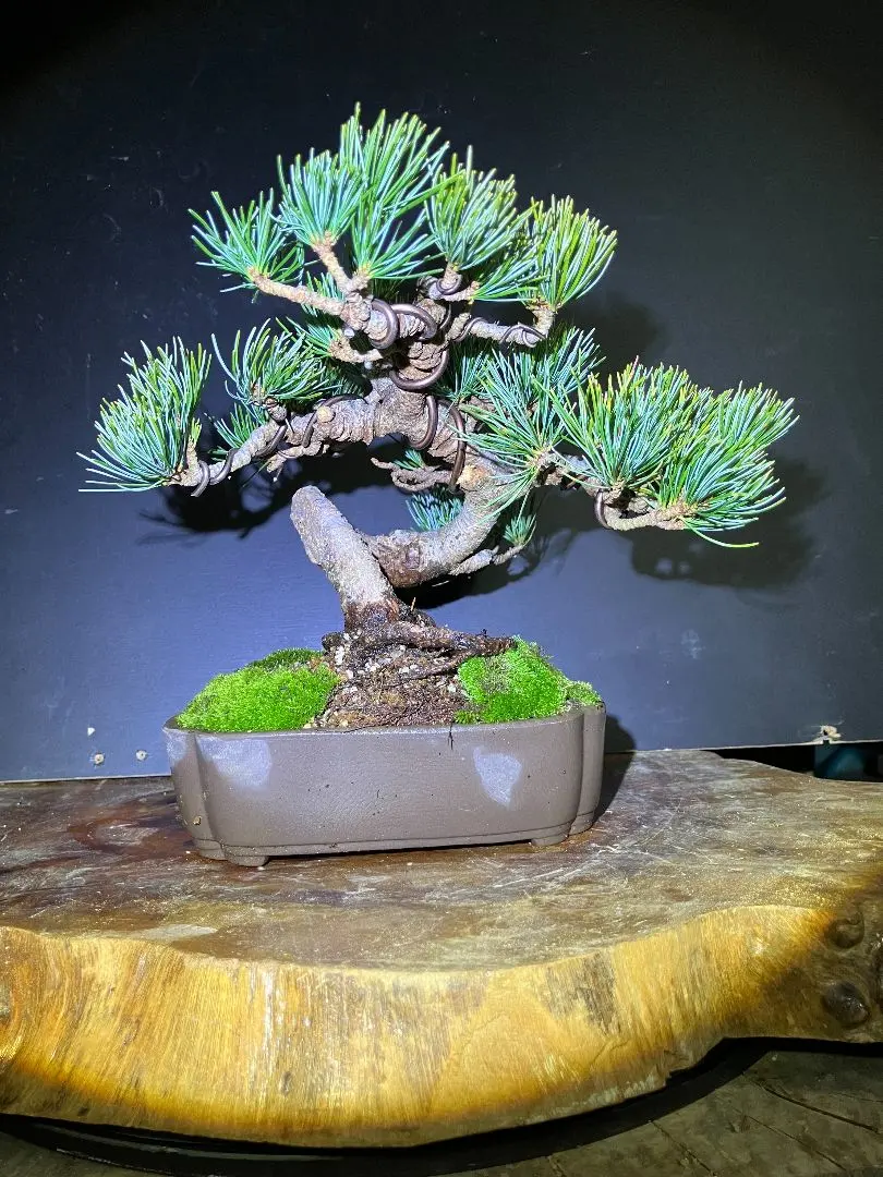 2026年最新】銀八房五葉松の人気アイテム - メルカリ