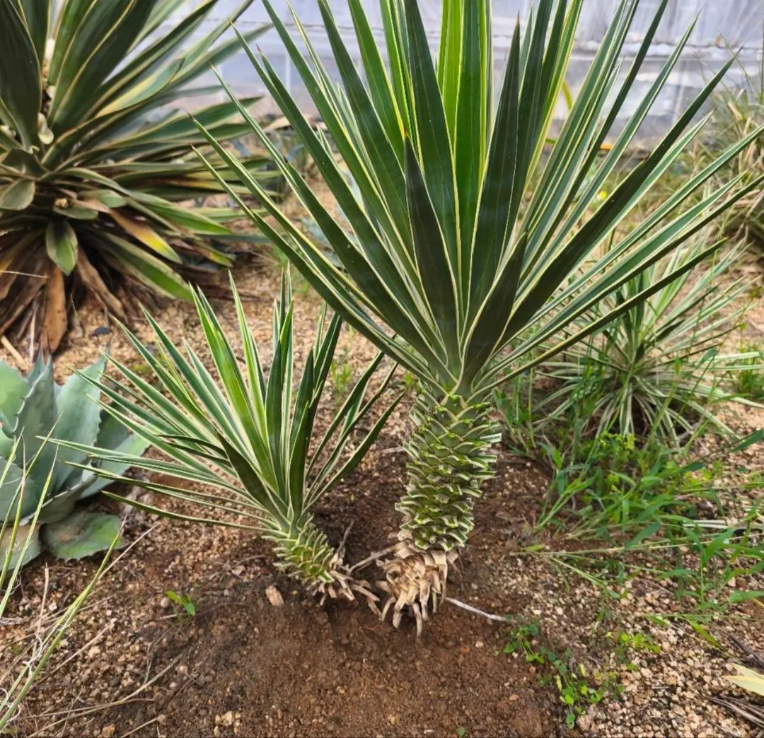 2026年最新】ユッカ アロイフォリア バリエガータの人気アイテム