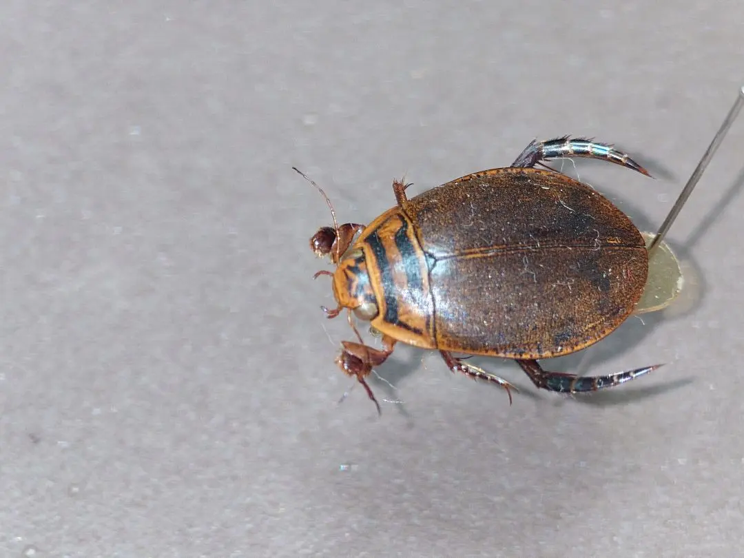 2026年最新】ゲンゴロウ 標本の人気アイテム - メルカリ