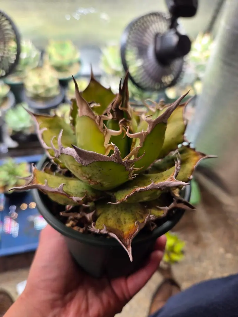 2026年最新】オアハカワイルドの人気アイテム - メルカリ