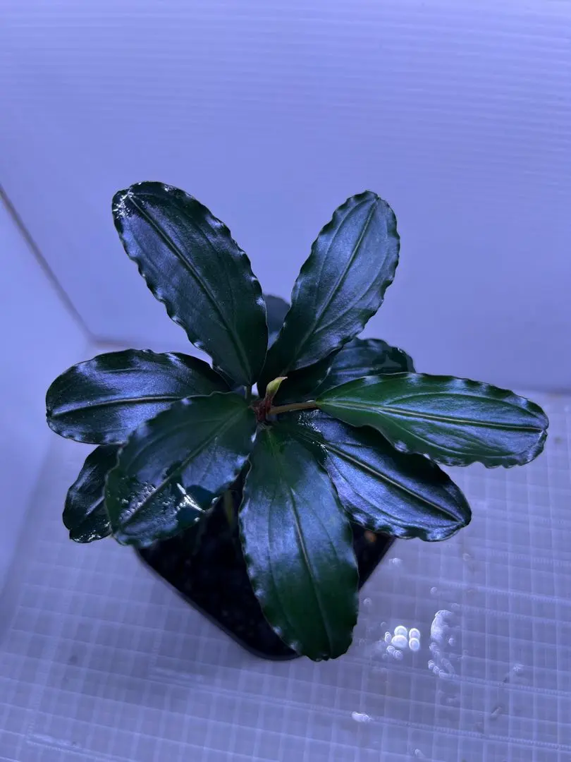 2026年最新】ブセファランドラ ゴースト2016の人気アイテム - メルカリ