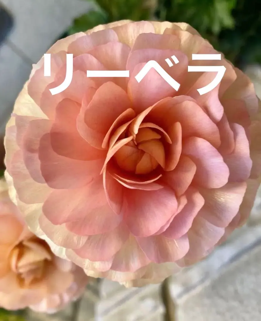 2026年最新】ラナンキュラスラックス リーベラの人気アイテム - メルカリ