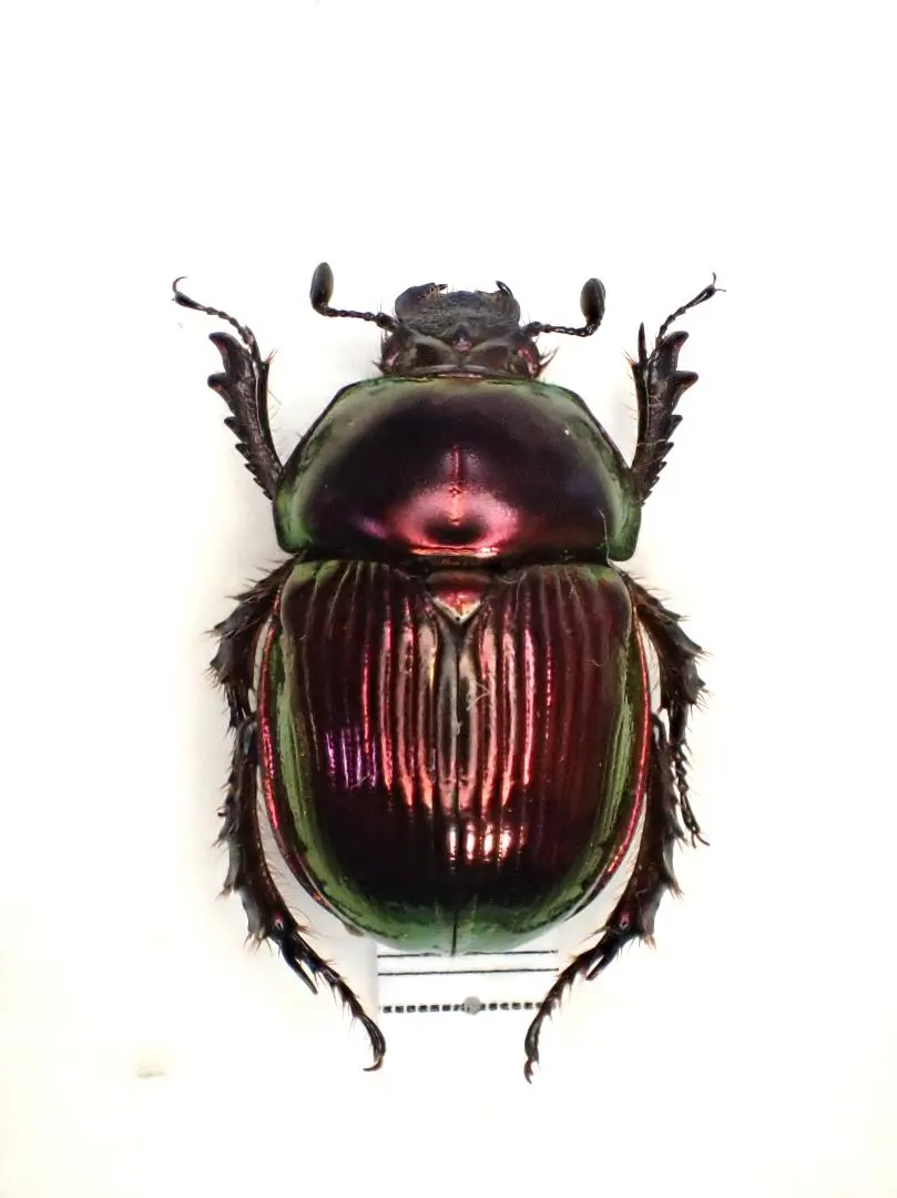 2026年最新】オオセンチコガネの人気アイテム - メルカリ