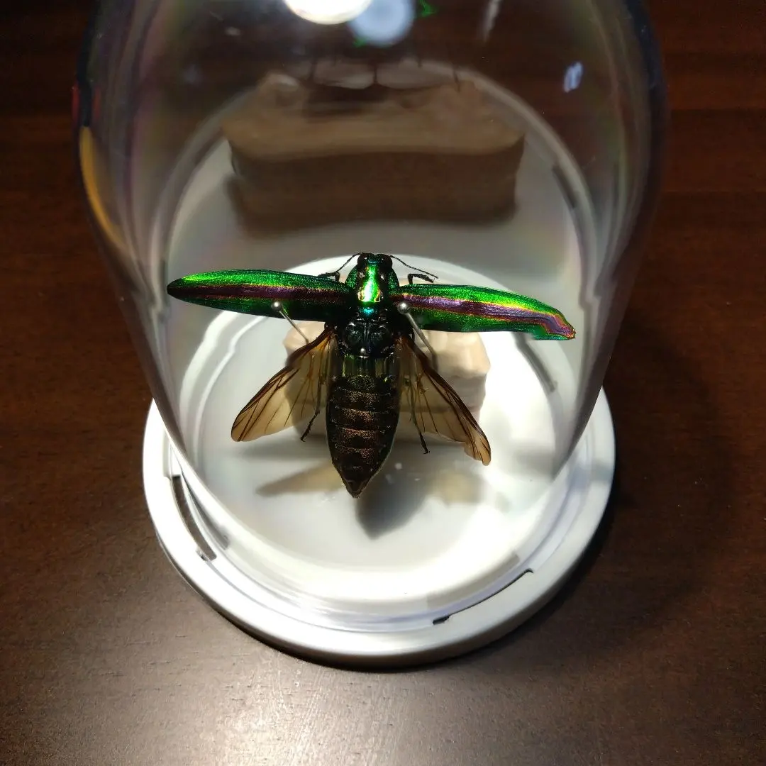 2026年最新】標本 昆虫 タマムシの人気アイテム - メルカリ