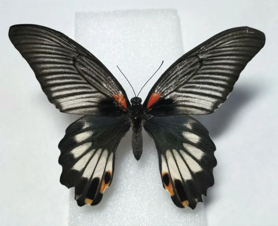 2026年最新】ナガサキアゲハ標本の人気アイテム - メルカリ