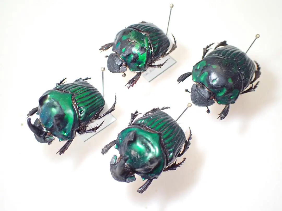 2026年最新】ダイコクコガネ 標本の人気アイテム - メルカリ