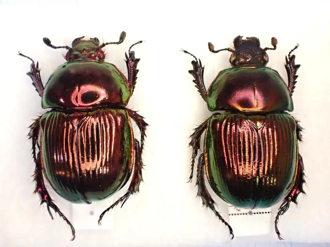 2026年最新】オオセンチコガネの人気アイテム - メルカリ