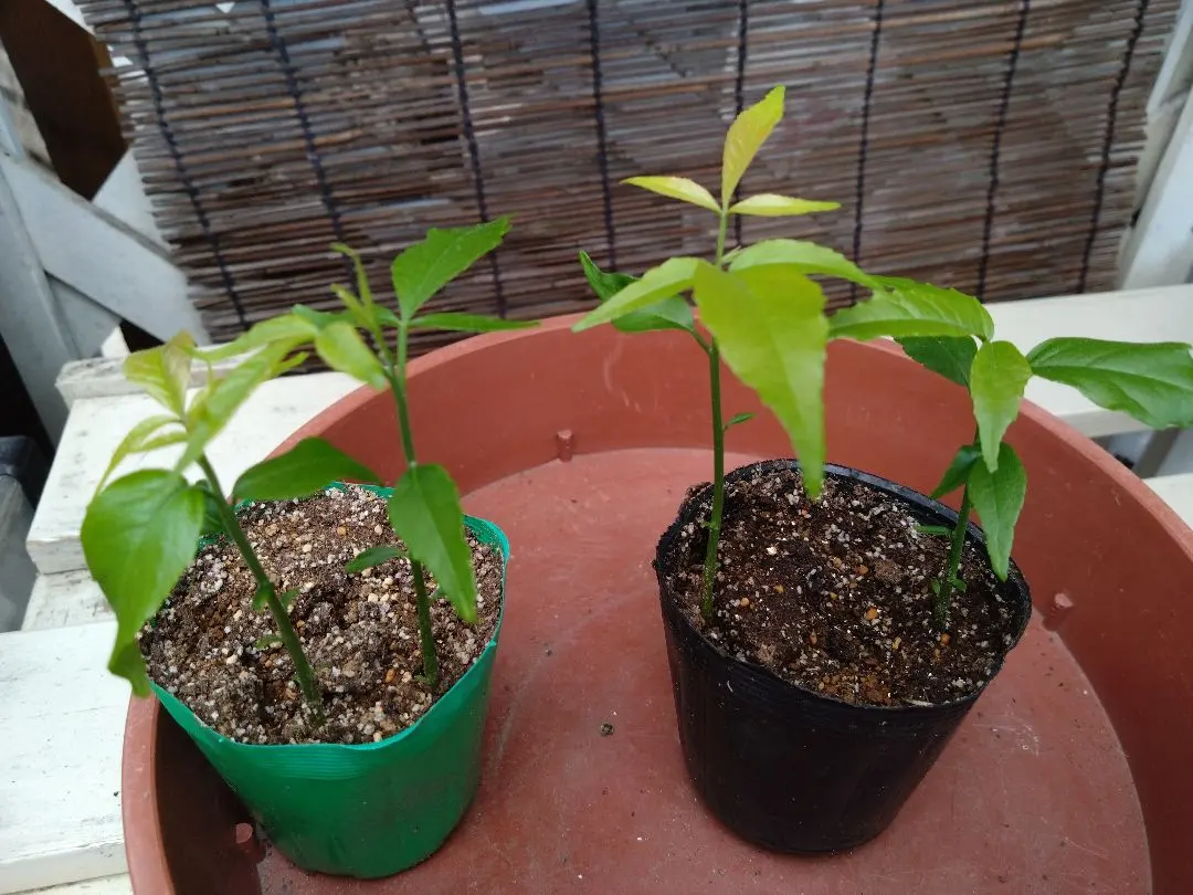 2026年最新】ホワイトサポテ 苗の人気アイテム - メルカリ