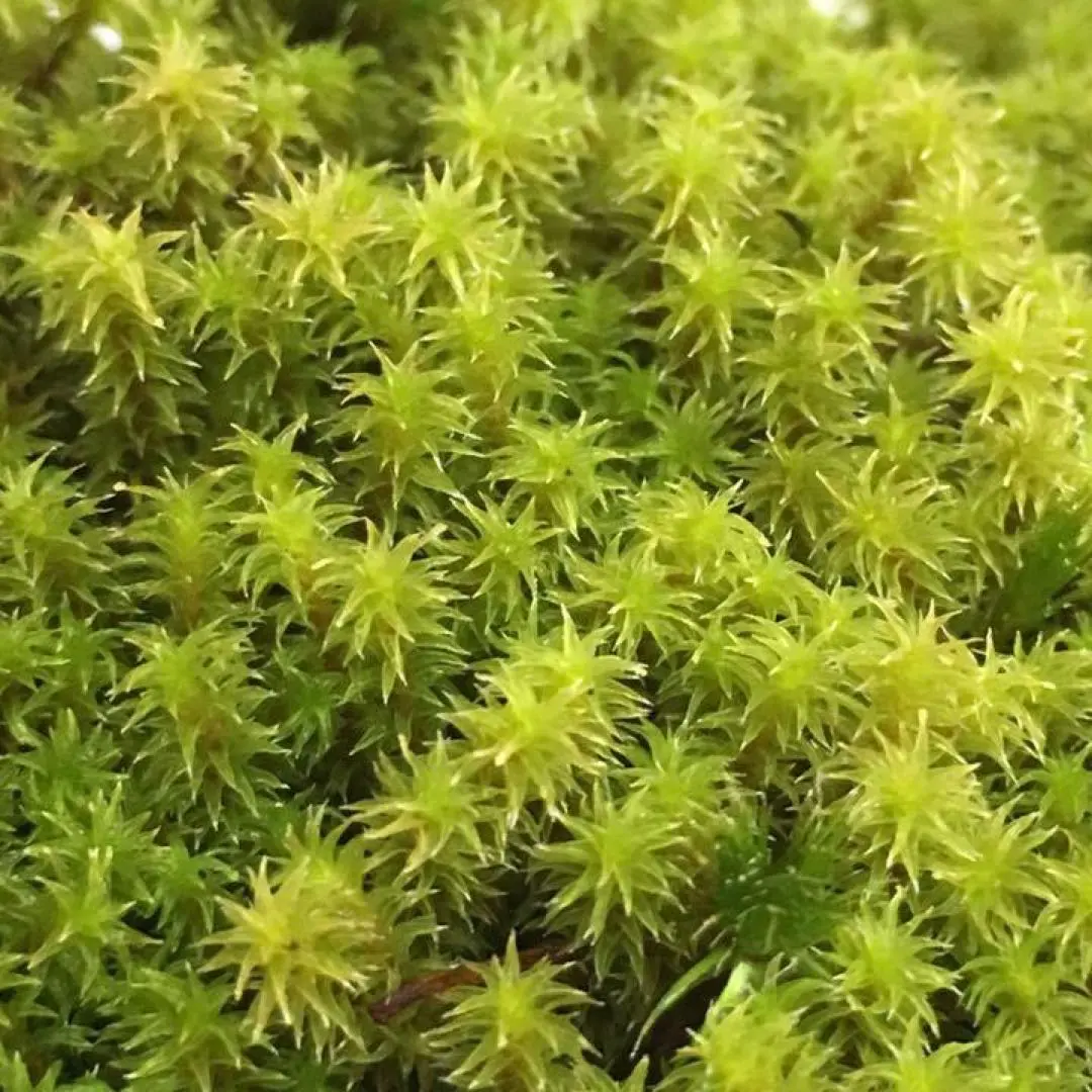 2026年最新】砂苔の人気アイテム - メルカリ