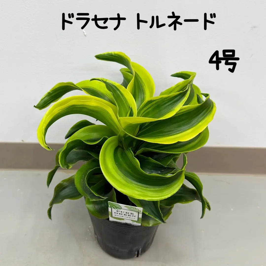 2026年最新】ドラセナ トルネードの人気アイテム - メルカリ