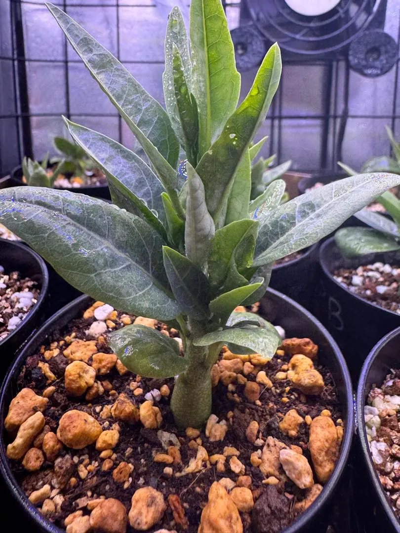 2026年最新】アデニアペチュエリーの人気アイテム - メルカリ