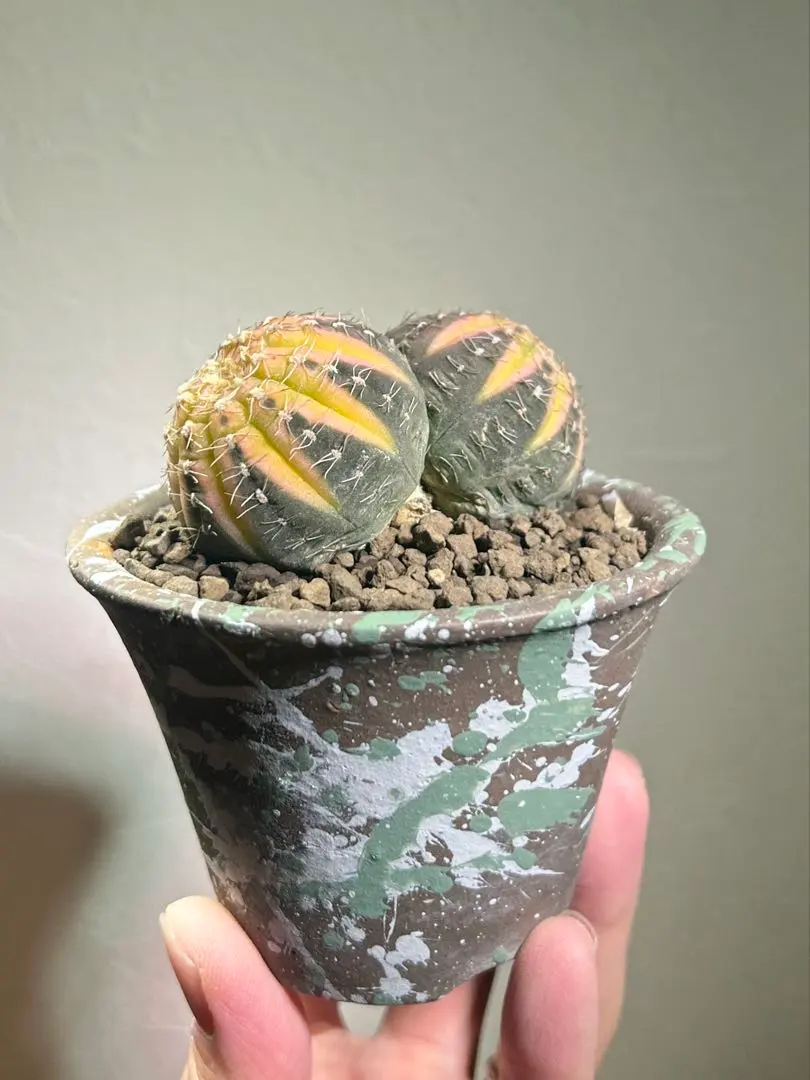 2026年最新】gymnocalyciumの人気アイテム - メルカリ