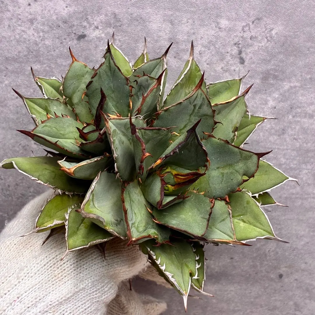 2026年最新】インフェルノ アガベの人気アイテム - メルカリ