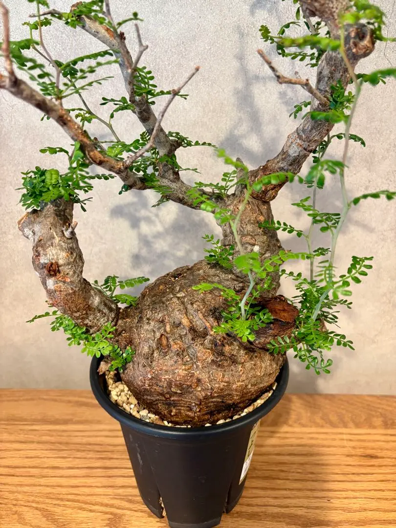 2026年最新】小野瀬一の人気アイテム - メルカリ