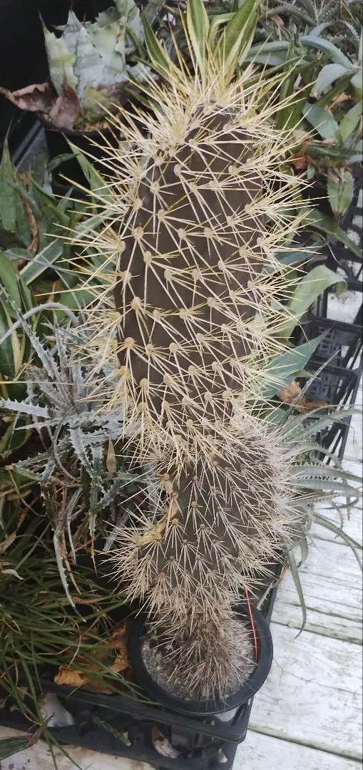 2026年最新】ガラパゲイアの人気アイテム - メルカリ