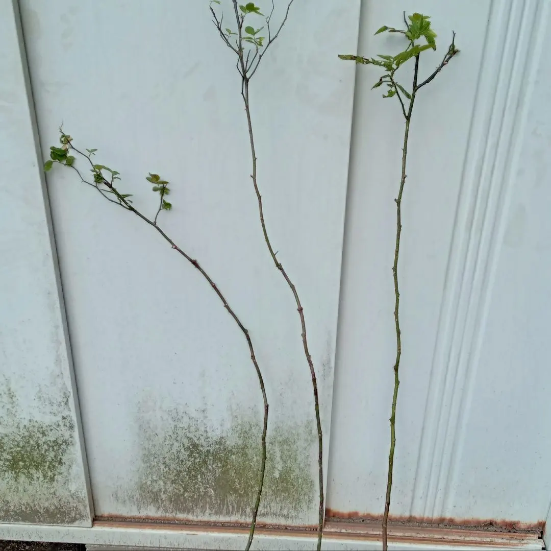 2026年最新】バラ スタンダード仕立て 台木の人気アイテム - メルカリ