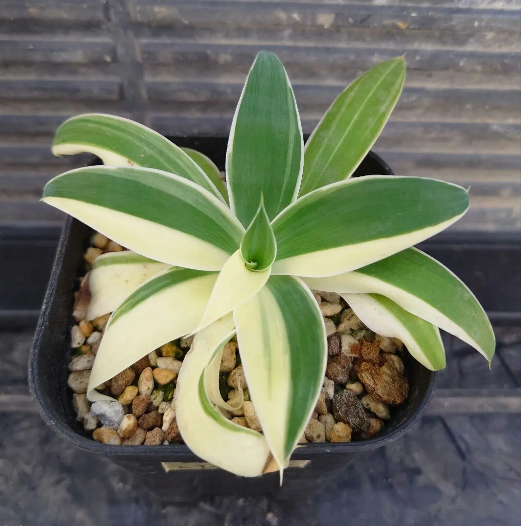 2026年最新】ハーフムーン アガベの人気アイテム - メルカリ