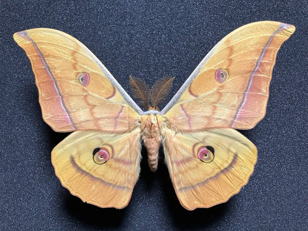 2026年最新】ヤママユ 昆虫標本の人気アイテム - メルカリ