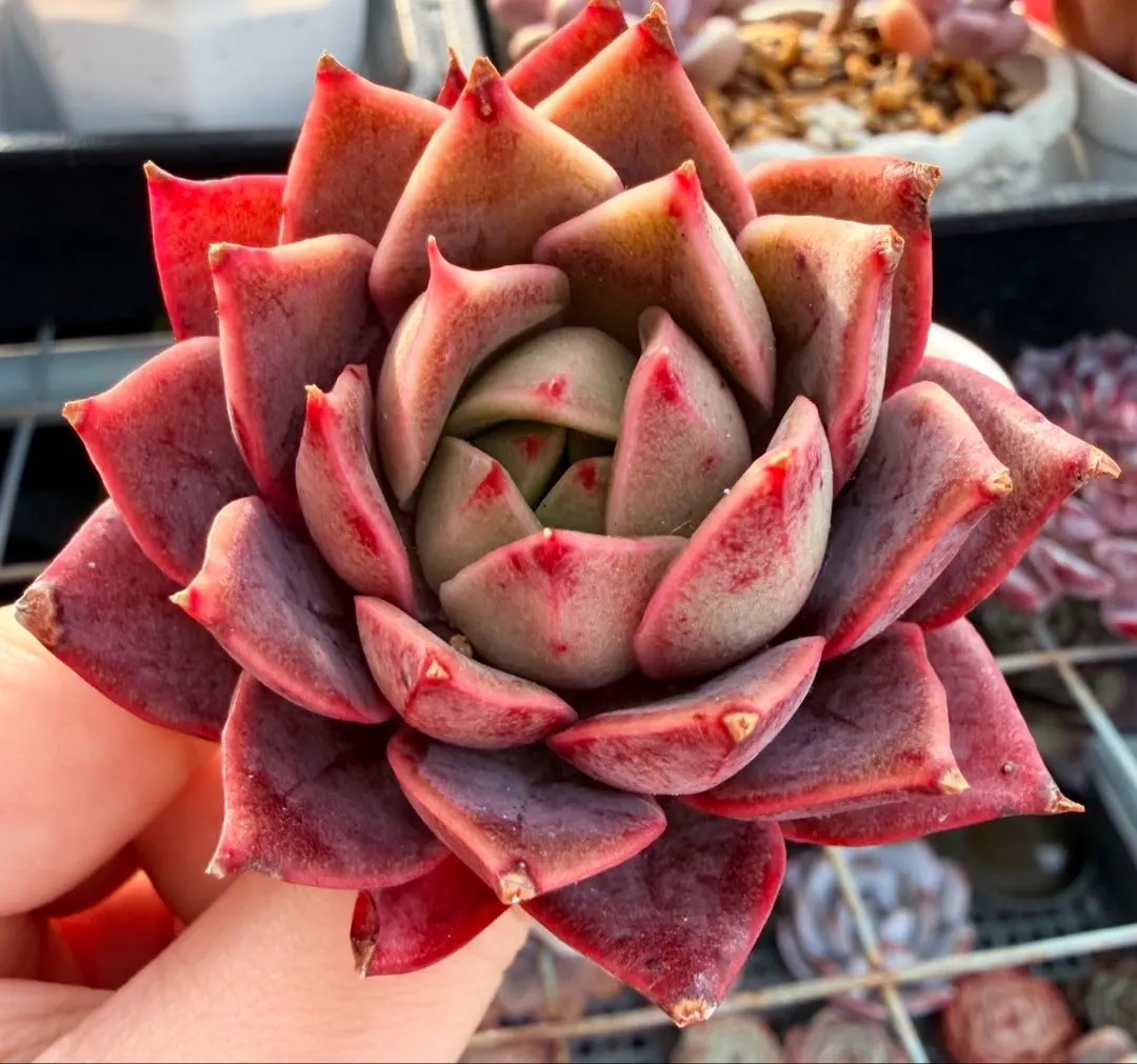 2026年最新】ロンギシマ 多肉の人気アイテム - メルカリ