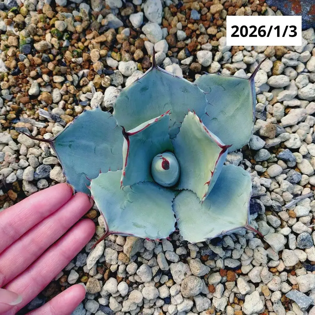 2026年最新】アガベ パリー ハンティントンの人気アイテム - メルカリ