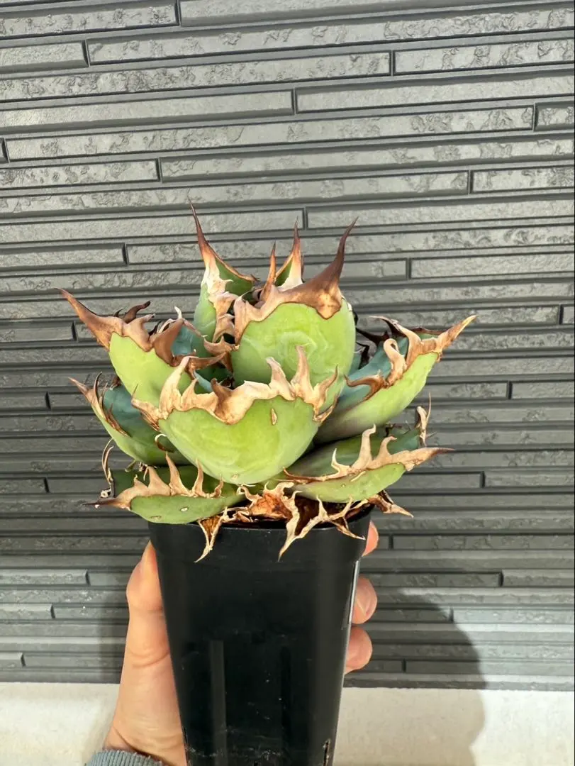 2026年最新】シチリア アガベの人気アイテム - メルカリ