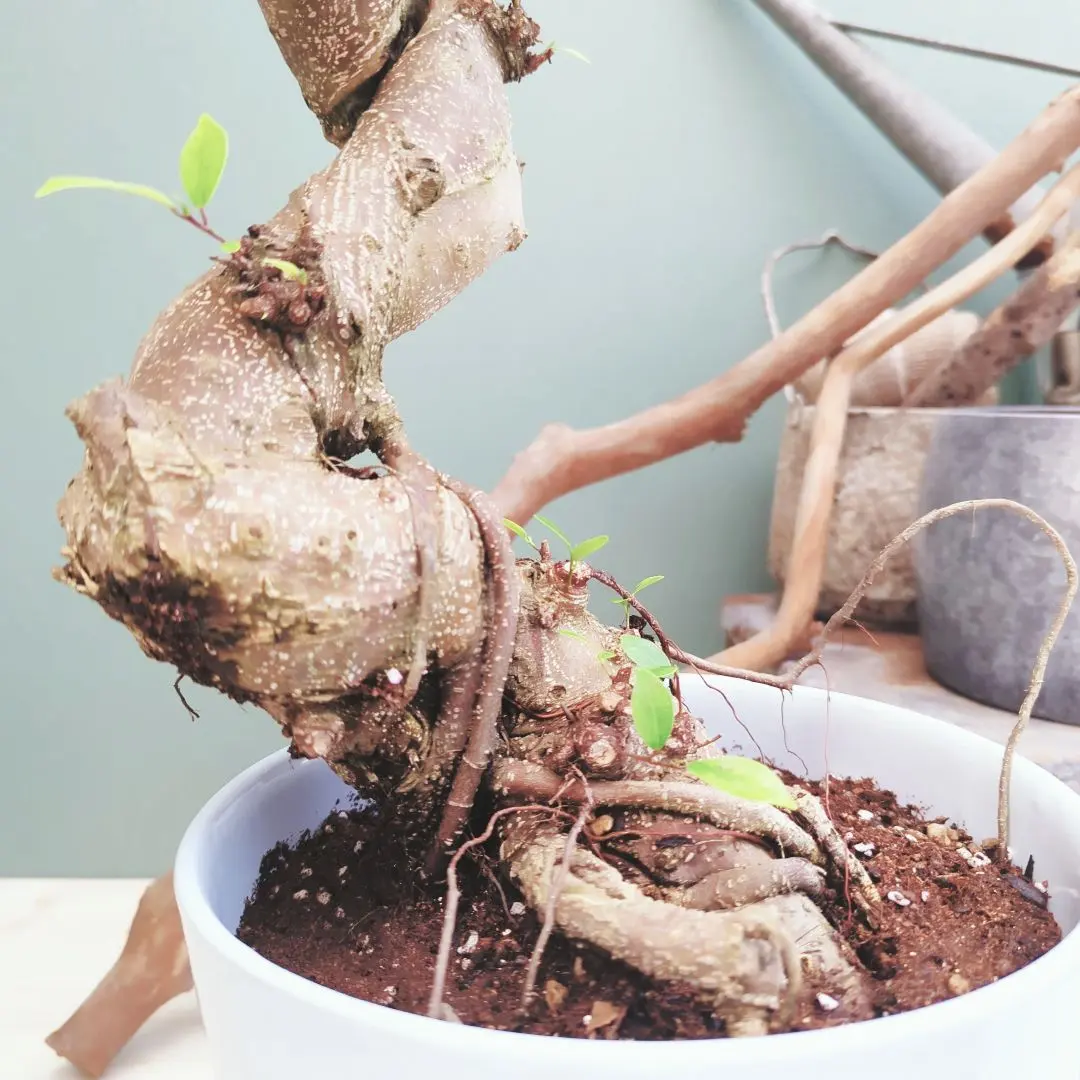 2026年最新】ガジュマル 昇り龍の人気アイテム - メルカリ